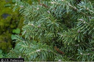 subalpine fir