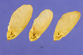 Rocky Mountain maple