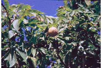Ohio buckeye