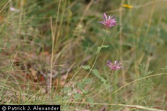 Bill Williams Mountain giant hyssop