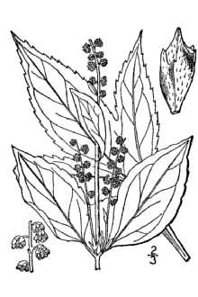 great ragweed