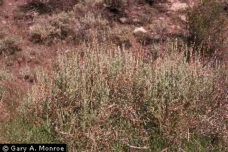 silver sagebrush
