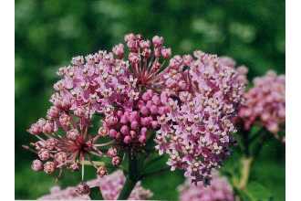 swamp milkweed