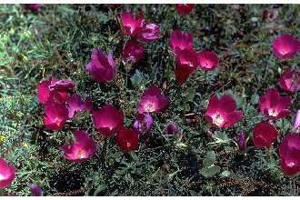 purple poppymallow