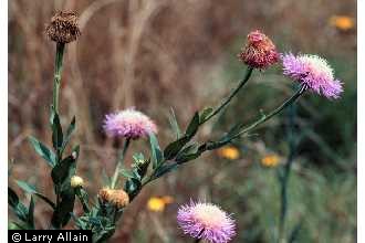 American star-thistle