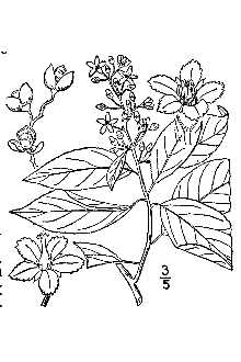 American bittersweet