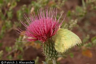 wavyleaf thistle