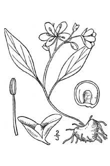 Carolina springbeauty