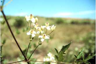 western white clematis