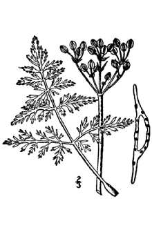 Bears’ Food; White Flowered Parsley; Northern Idaho biscuitroot