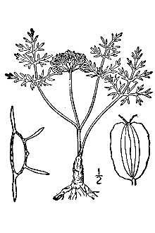 plains springparsley