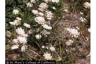 Queen Anne's lace