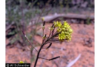 western tansymustard