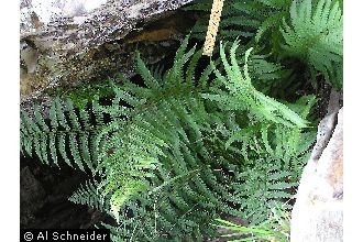 male fern