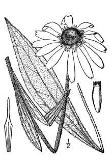 narrowleaf purple coneflower