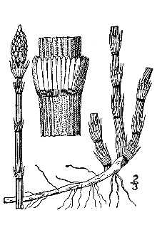 scouringrush horsetail
