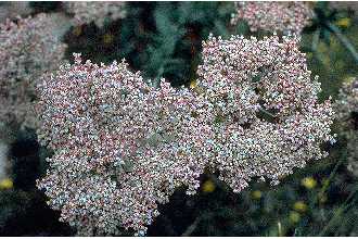 annual buckwheat