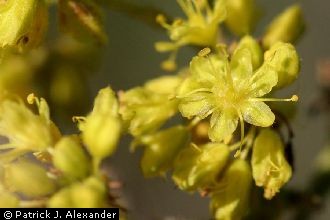 alpine golden buckwheat