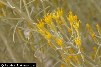 rubber rabbitbrush