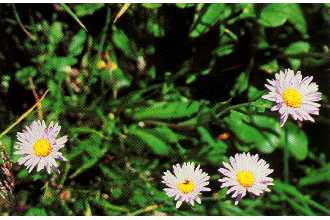 subalpine fleabane