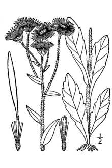 Philadelphia fleabane