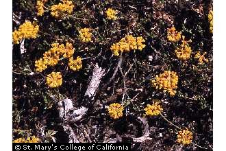 sulphur-flower buckwheat