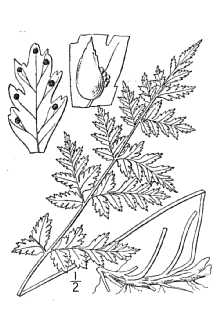 brittle bladderfern