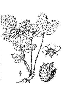 Virginia strawberry