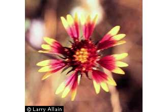 Indian blanket
