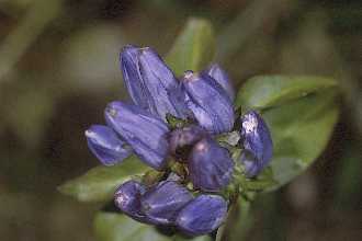 closed bottle gentian
