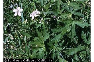Richardson's geranium