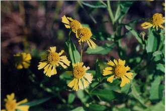 common sneezeweed
