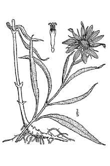 Maximilian sunflower