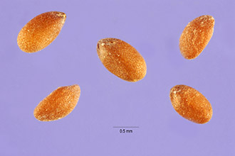 rough false pennyroyal