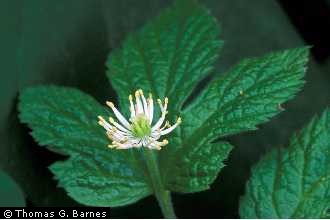 goldenseal