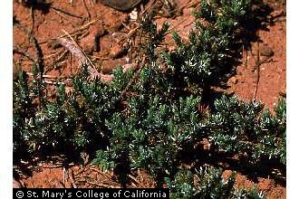 common juniper