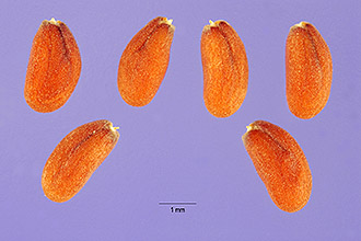 gardencress pepperweed