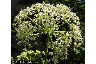 Porter's licorice-root