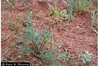 fernleaf biscuitroot