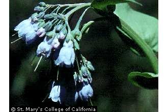 tall fringed bluebells
