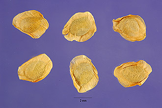 bractless blazingstar