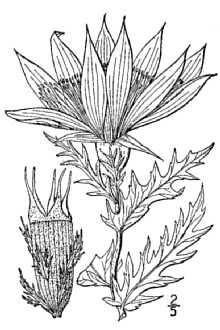 tenpetal blazingstar