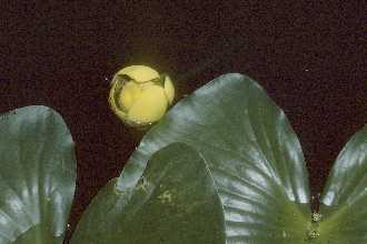yellow pond-lily