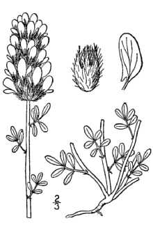 golden prairie clover