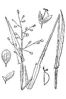 Scribner's Rosette Grass