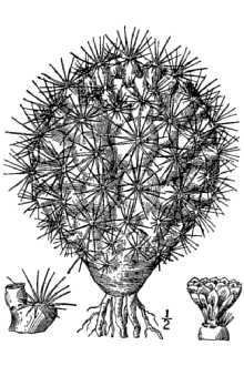 mountain ball cactus