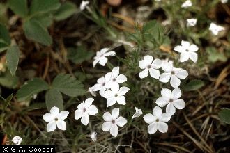 flowery phlox