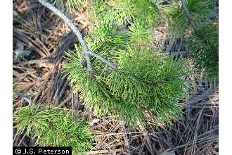 lodgepole pine