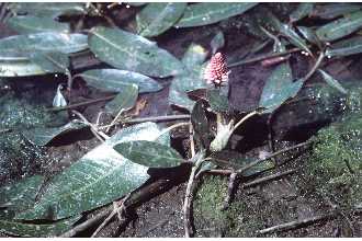 water knotweed