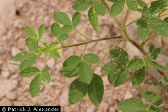 redwhisker clammyweed